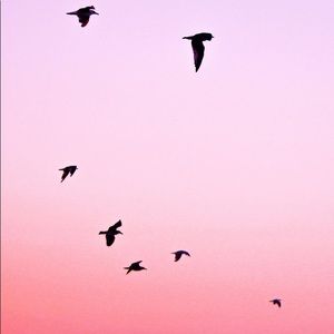 Meet your Posher, Amirah